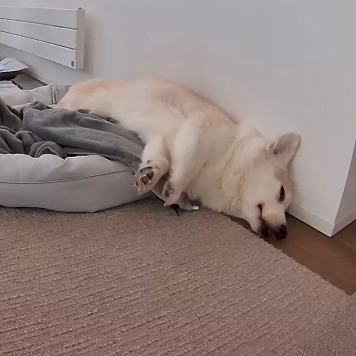 こぼれ落ちるノエちゃん