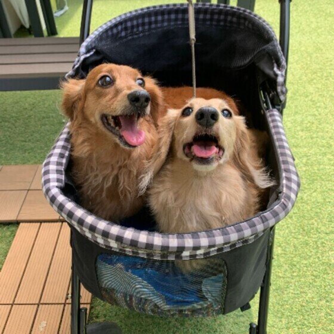 シニア犬ならではの 可愛い行動 や 心配事 を調査 愛犬の老いとの向き合い方を獣医師が解説 いぬのきもちweb Magazine シニア犬ならではの 可愛い行動 や 心配事 を調査 愛犬の老いとの向き合い方を獣医師が解説 いぬのきもちweb Magazine