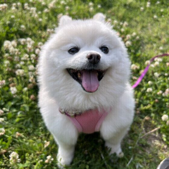 犬の愛情表現の仕方とは？ 愛犬が飼い主に見せる「大好きサイン」に気がついて ポメラニアン いぬのきもち