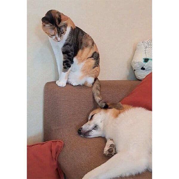 犬のコロちゃんをしっぽで寝かしつける猫のチコちゃん