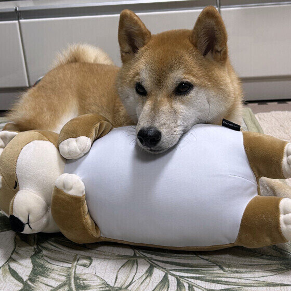 犬 顎 乗せ て 寝る