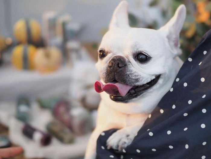 抱っこされるきなこちゃん