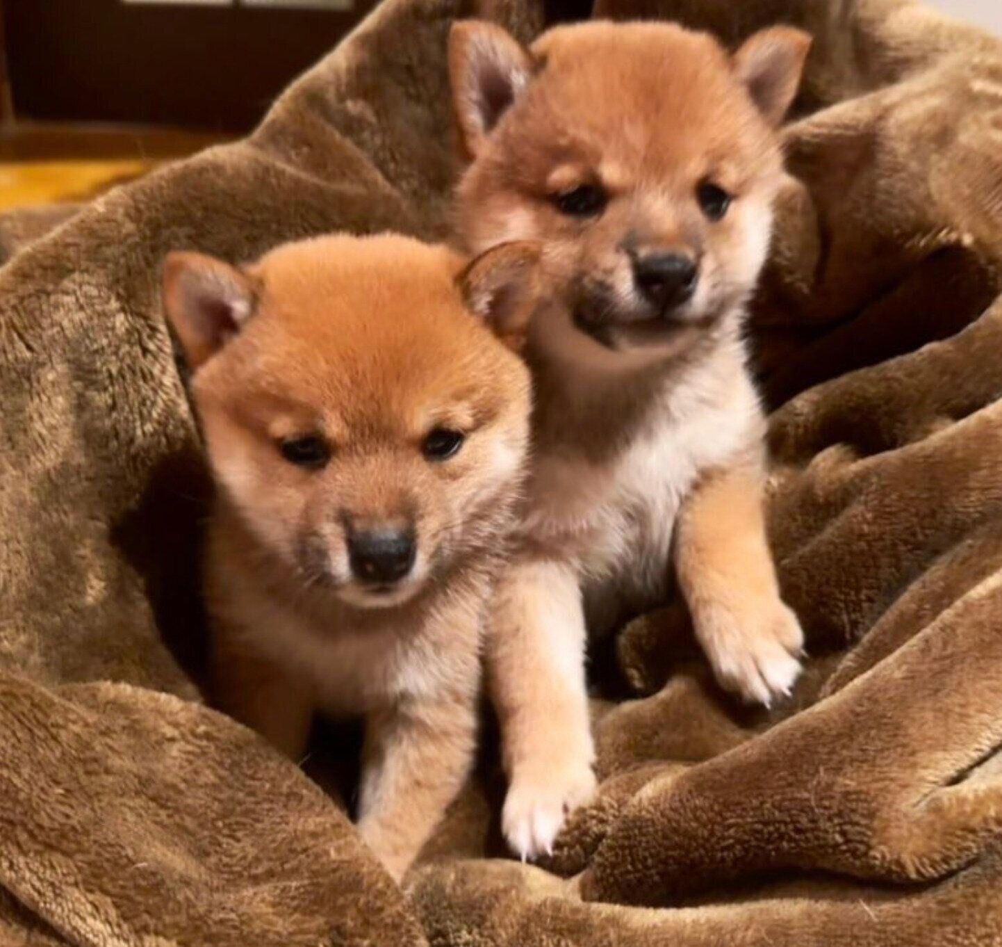 ニコちゃん、ルイスちゃん
