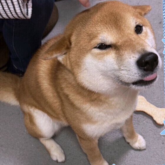 犬に多いリンパ腫とはどんな病気？ 症状と早期発見のポイントとは いぬのきもち