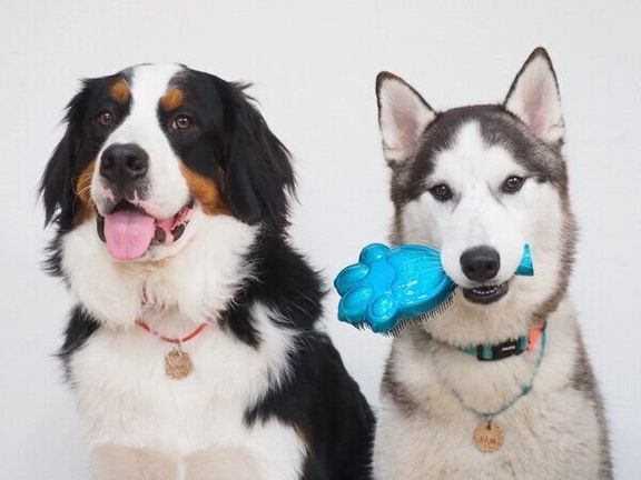 ブラシをくわえるシルバくん、笑顔のダンテくん