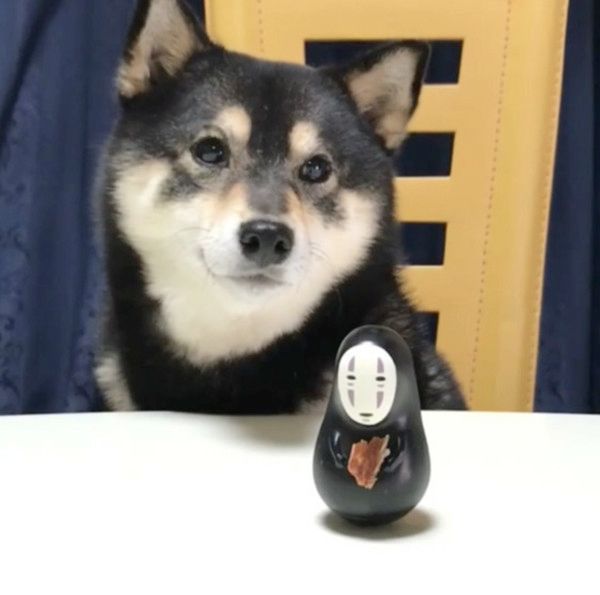 うまうまが欲しい柴犬