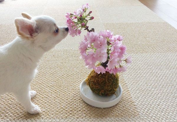 桜を見つめるチワワ