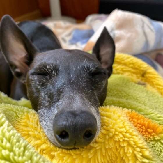 シニア犬との付き合い方を見直そう