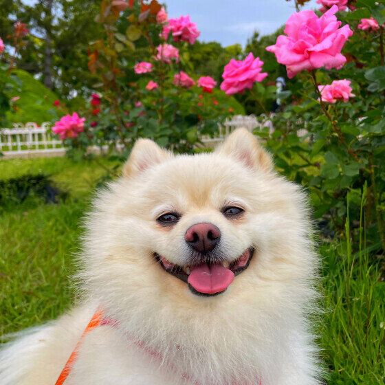 ポメラニアンのくぅくん♪