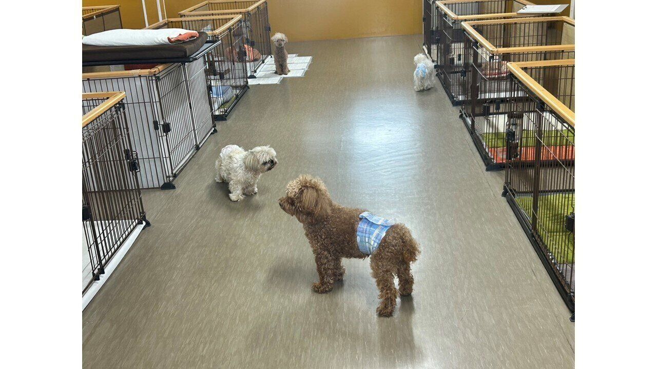 同居犬たちにご挨拶