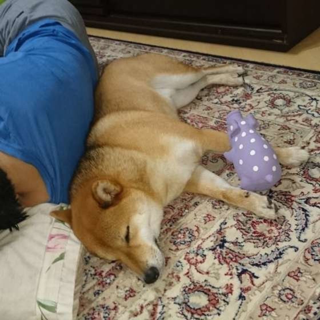 犬が 背中やお尻を飼い主さんにピタリ 愛犬はどんな気持ち いぬのきもちweb Magazine 犬が 背中やお尻を飼い主さんにピタリ 愛犬はどんな気持ち いぬのきもちweb Magazine