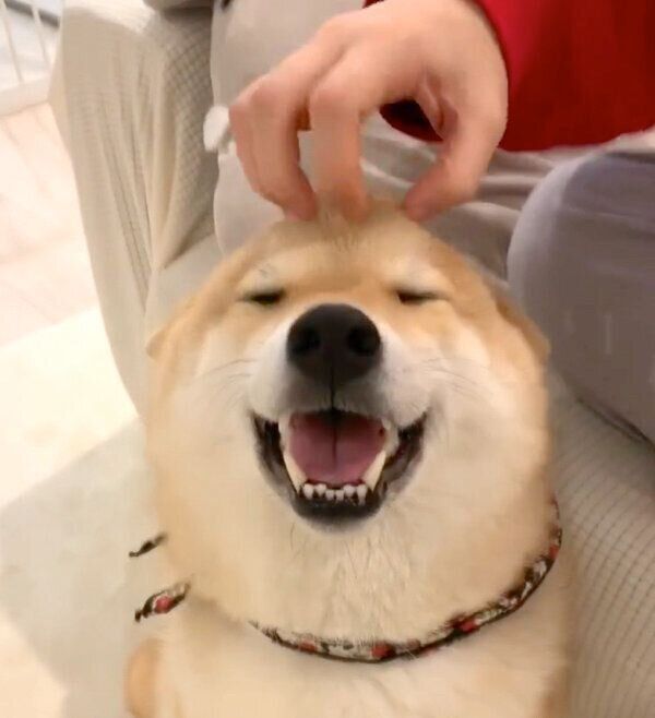 ナデナデしてもらってご満悦な味噌ちゃん