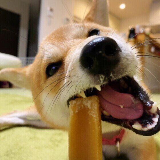 もなかちゃん（柴）