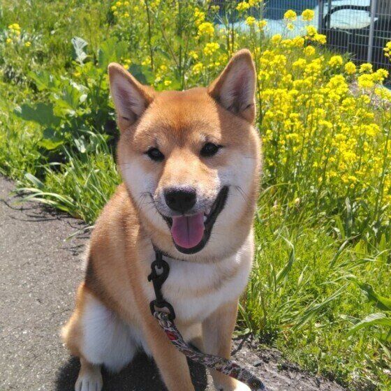 菜の花と写真をとる柴犬のせんずくん