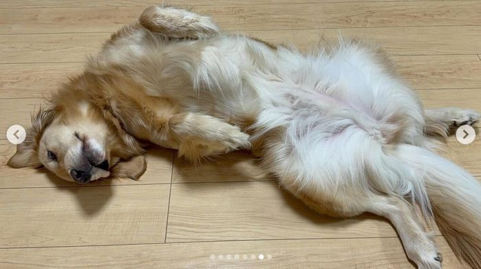 ヘソ天するこはるちゃん