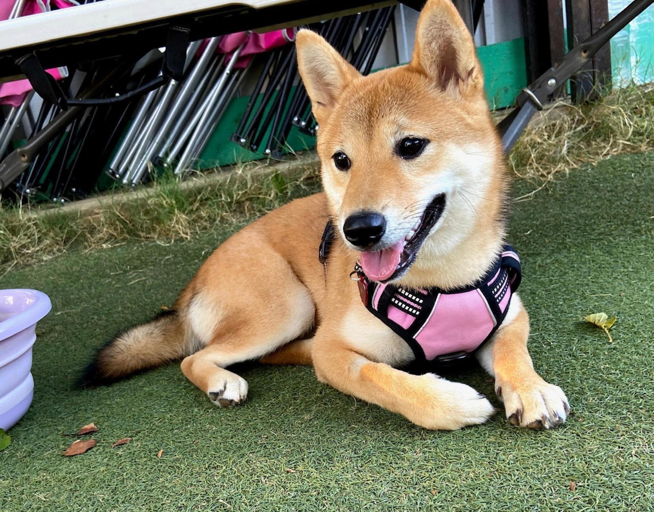 生後7カ月のころに撮影したおとちゃん