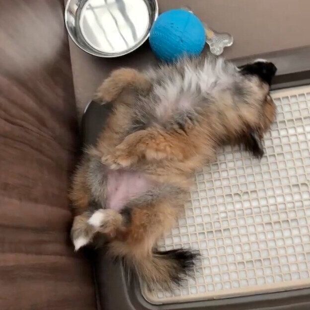 ヘソ天するぽてとちゃん