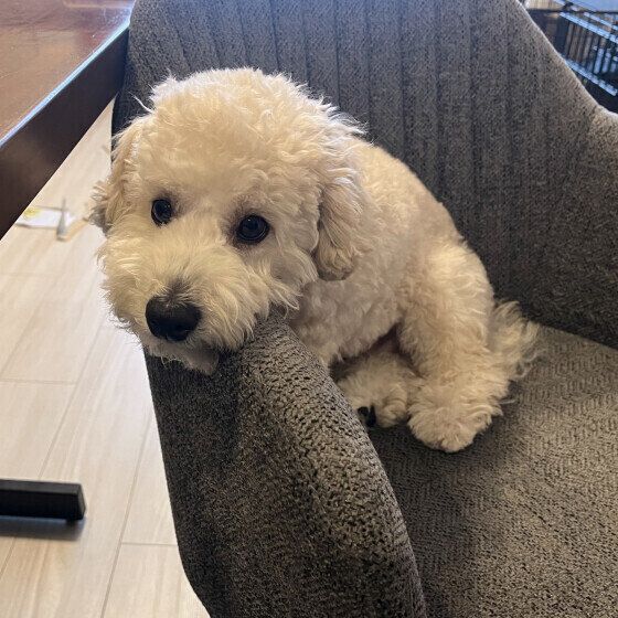 イスにあごをのせるトイ・プードル