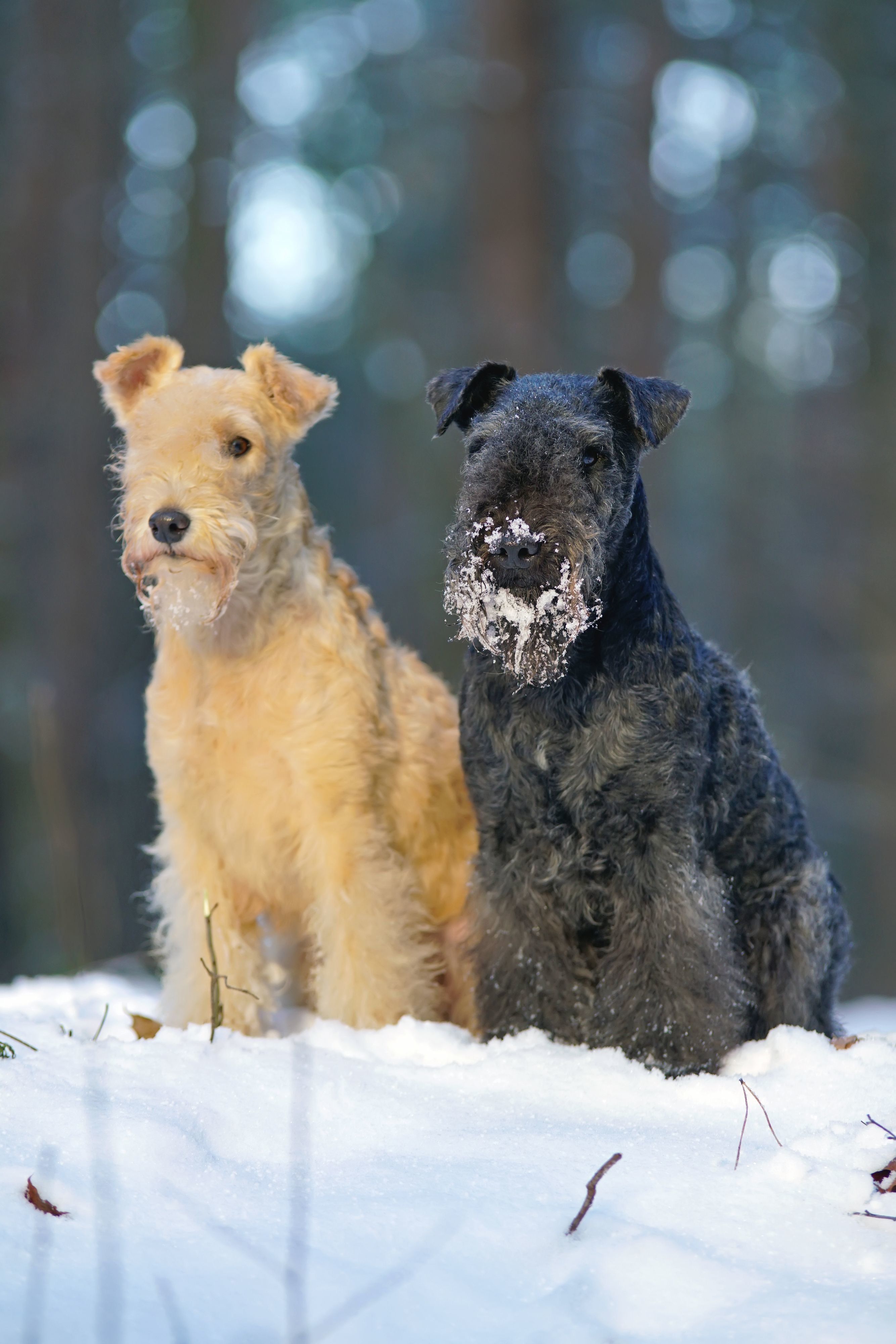 レークランド テリアの特徴と性格 飼い方 価格相場など 犬図鑑 いぬのきもちweb Magazine