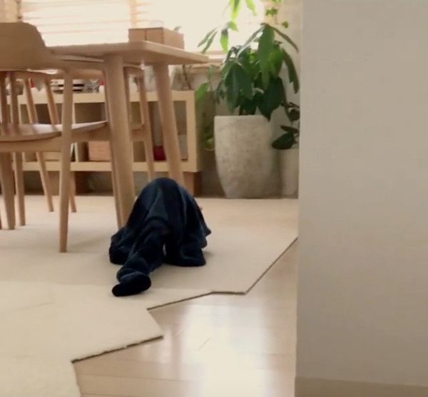 パジャマにもぐる犬