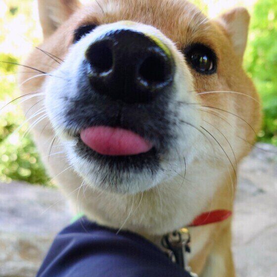 秋が旬の果物で愛犬にアレルギーが出ることも？ 犬に梨・柿・りんごを与える際の注意点 いぬのきもち