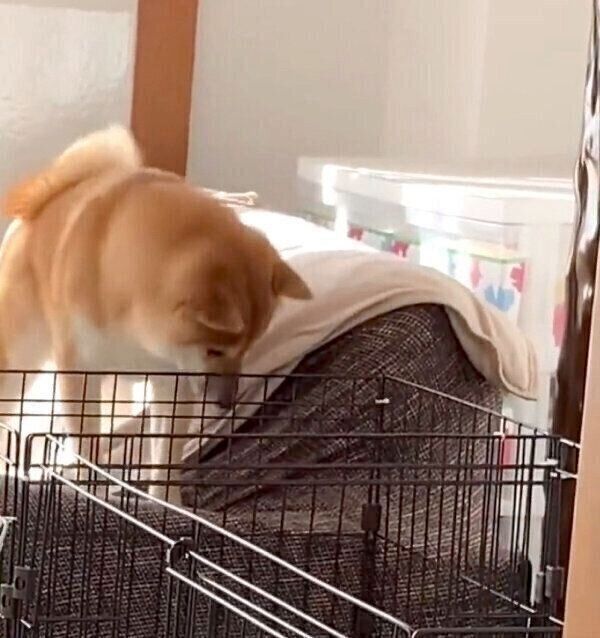 困った様子のふう太くん