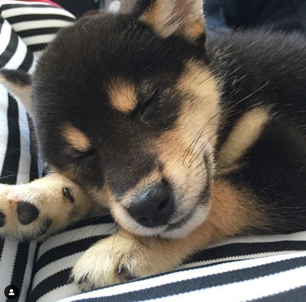 豆柴の小夏ちゃん