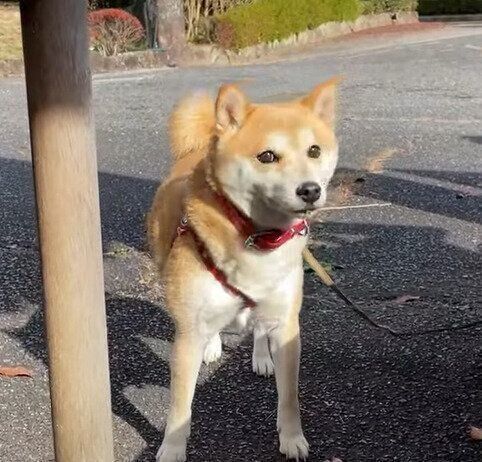 走ってきた柴犬のハナちゃん
