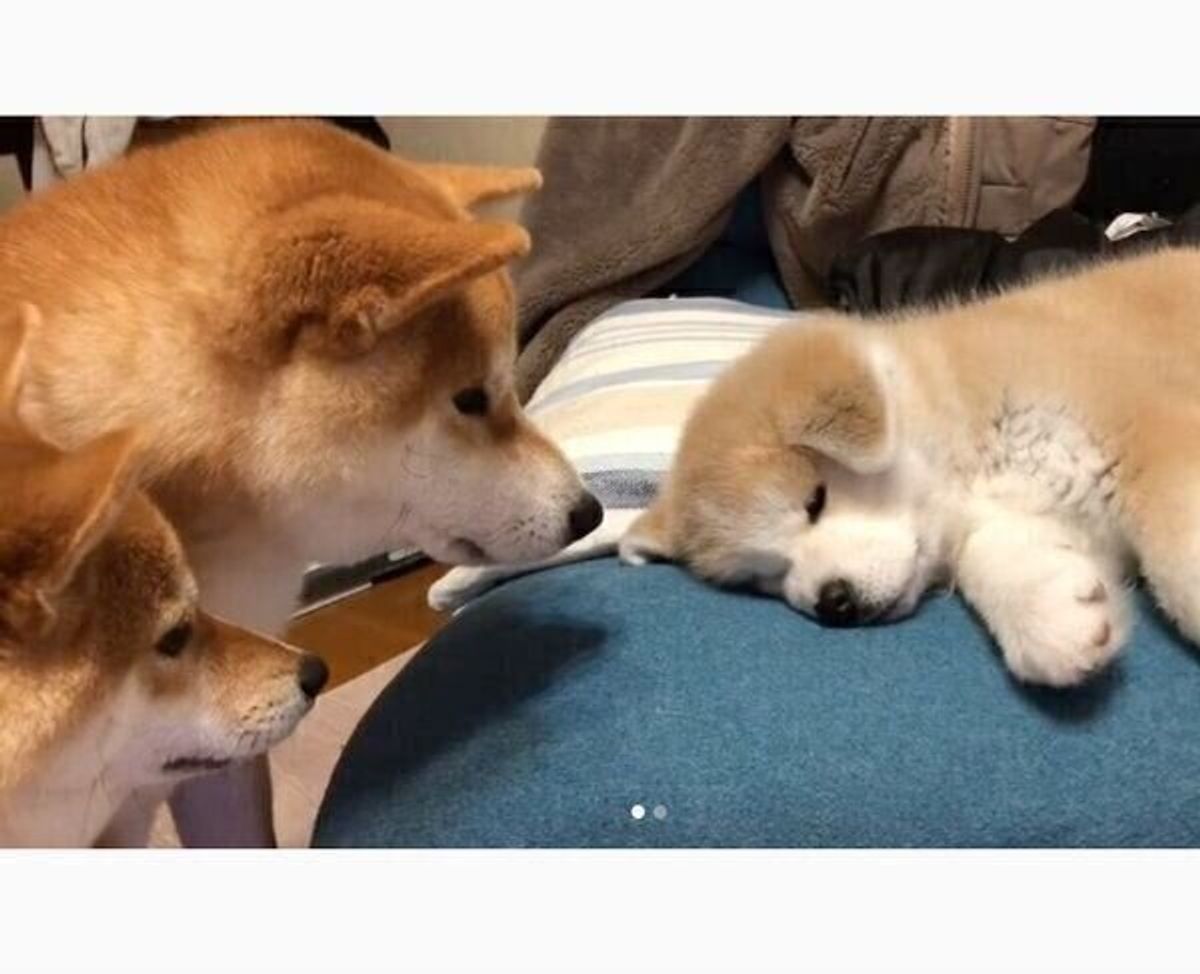 熟睡する新入り犬を静かに見つめる先住犬 子犬を 見守るような行動 をする犬の心理は いぬのきもちweb Magazine 熟睡する新入り犬を静かに見つめる先住犬 子犬を 見守るような行動 をする犬の心理は いぬのきもちweb Magazine