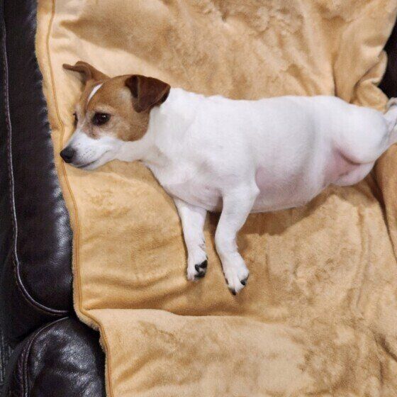 ジャック・ラッセル・テリアののあくん