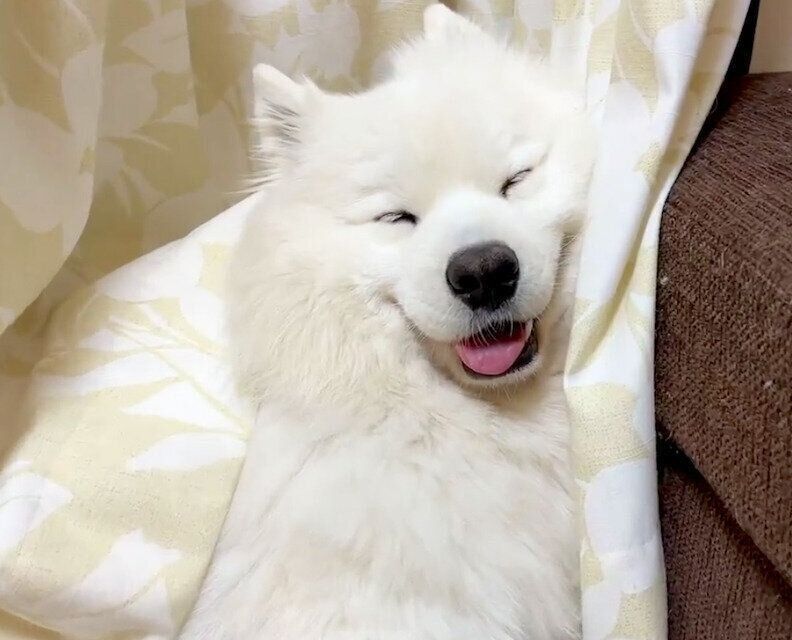 眠くてとろける寸前のサニーくん