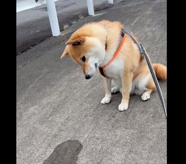 飲み残した水が坂道で流れるのを見て考え込む、ふう太くん
