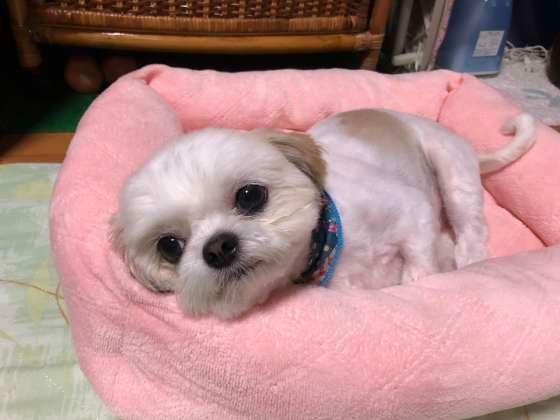 気持ち良さそうな寝床