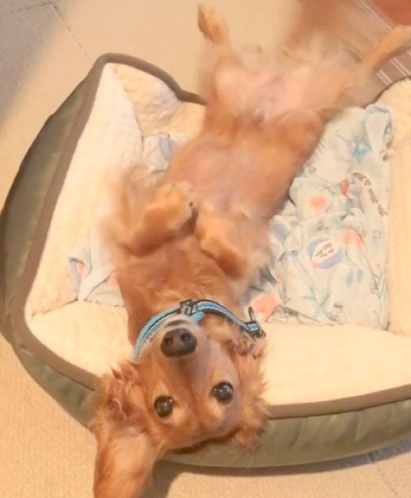 ヘソ天して飼い主さんを出迎えるカイくん