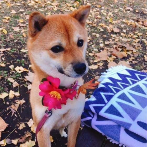 柴のマロンちゃん