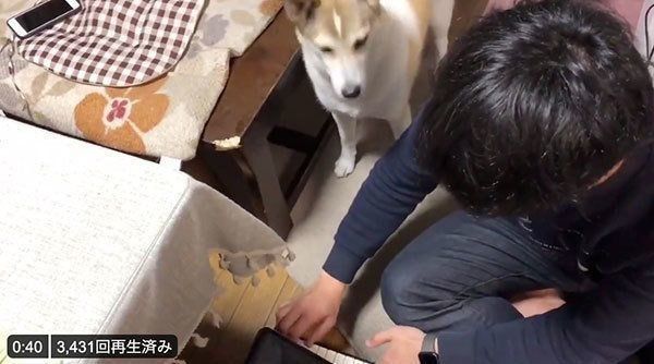 飼い主さんがピアノを弾くのを見つめるチャムちゃん