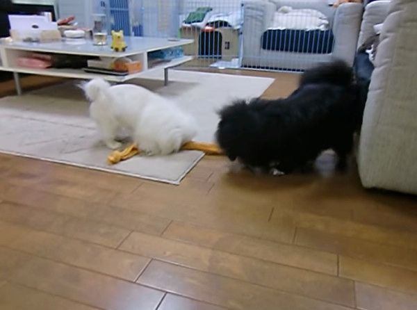 遊ぶペキニーズの子犬