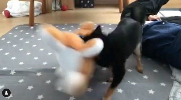 ぬいぐるみを振り回す豆柴