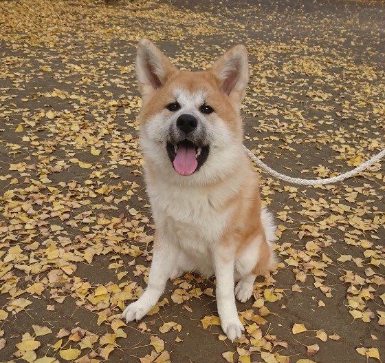 お散歩する秋田犬
