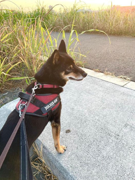 朝さんぽ中の柴犬