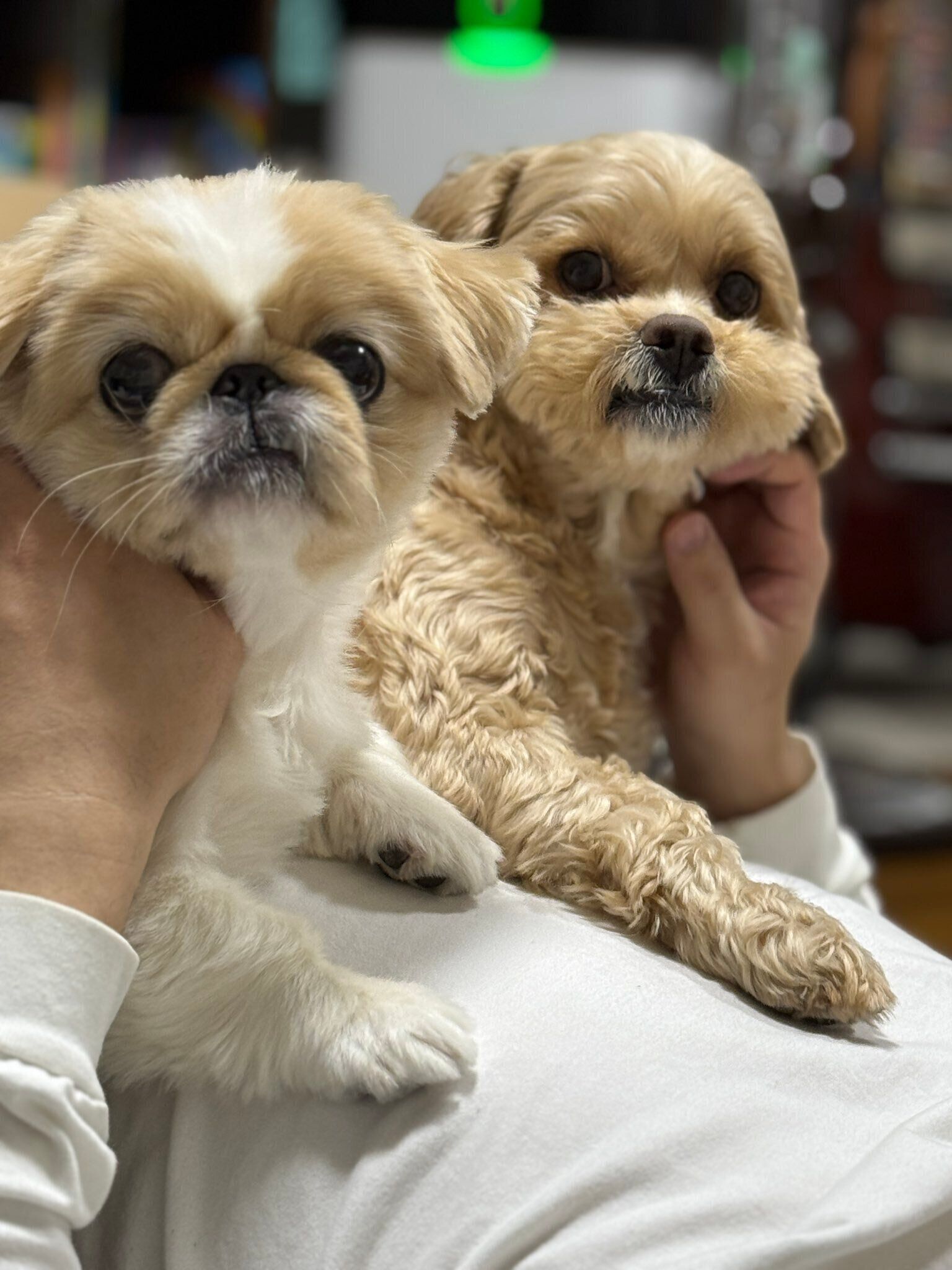 別の日の愛犬たちの様子