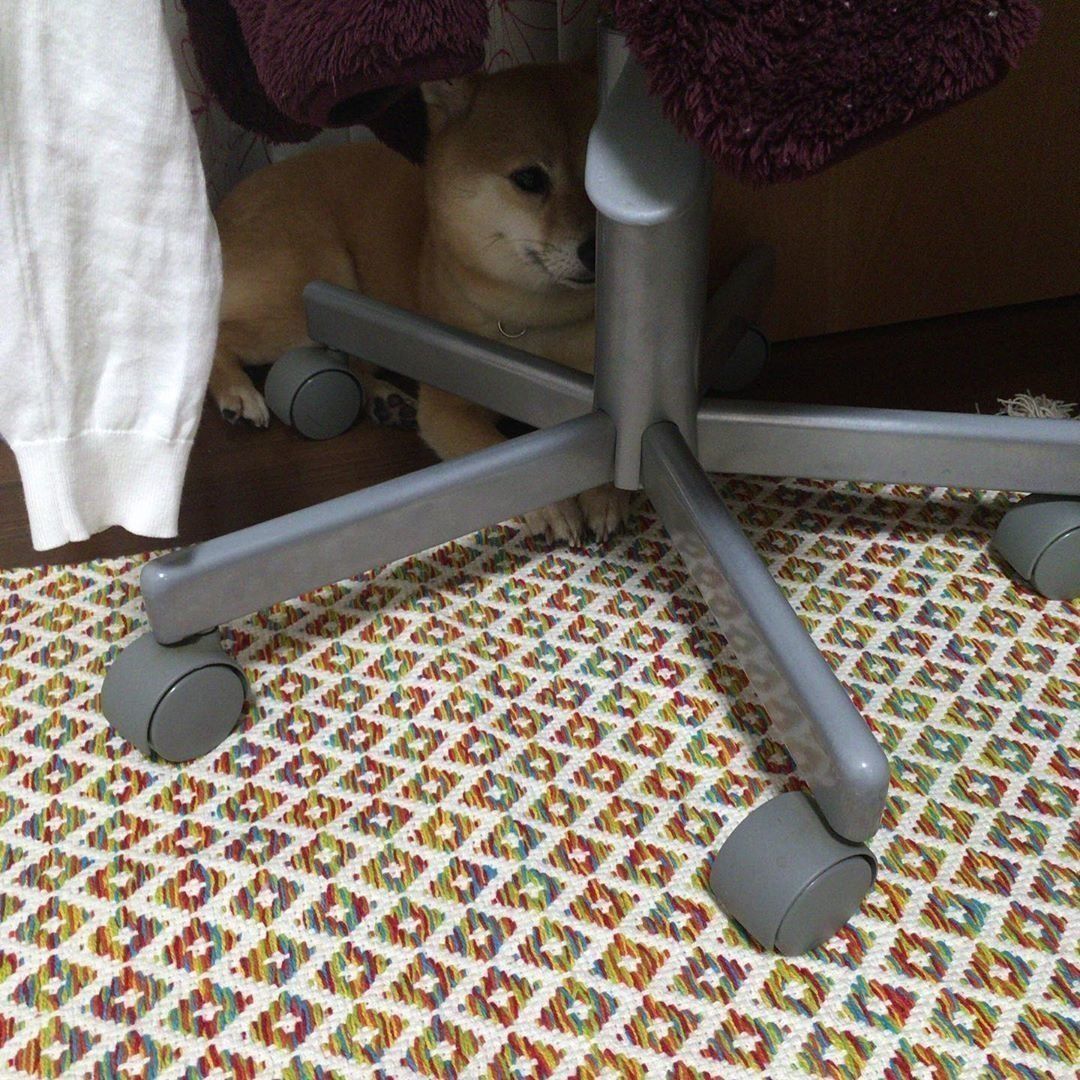 豆柴のさくらちゃん