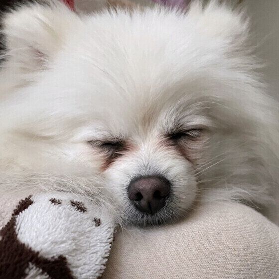 ポメラニアンのねねちゃん