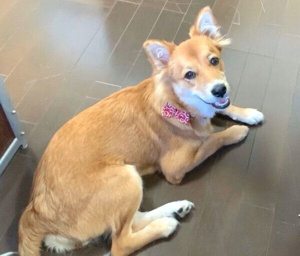 伏せをして見つめるラテちゃん