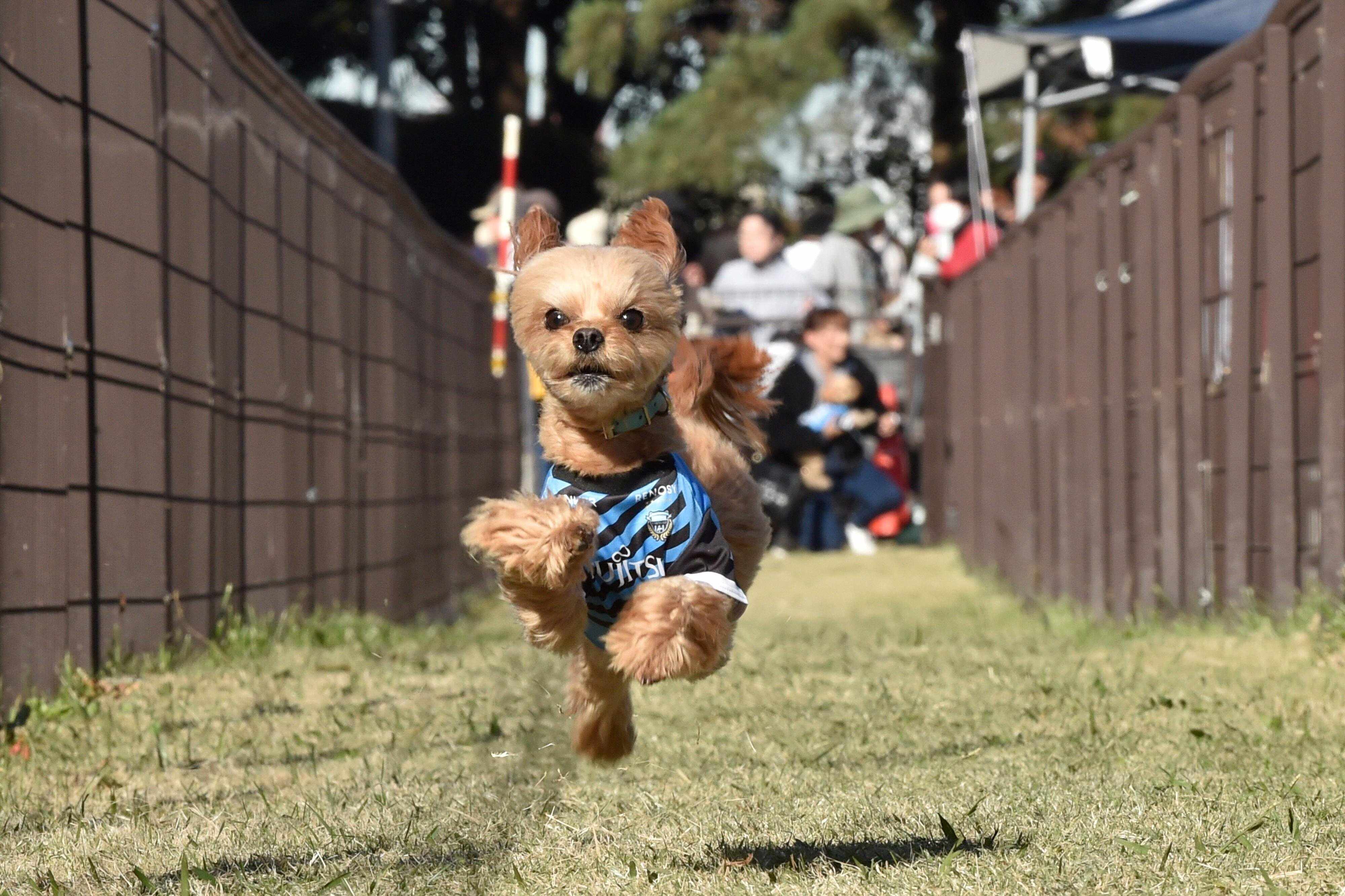 アンチノール®カップタイムレース50