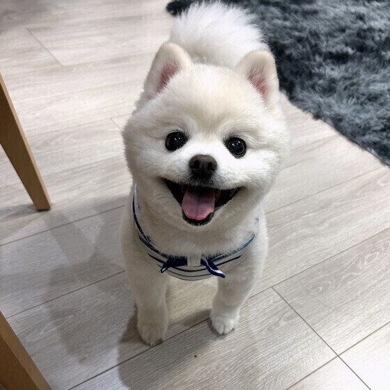 サマーカットをするポメラニアン