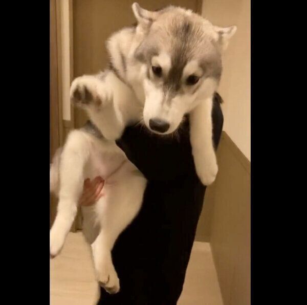 出張から帰ってきた飼い主さんを出迎えるみぞれちゃん