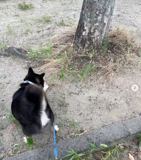 セミに興味津々なカイトくん