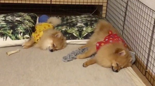 眠るポメラニアン