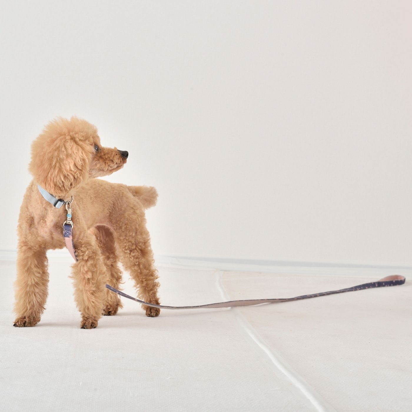 あ 愛犬が逃げた そんなとき追いかけるのはng 正しい対応は いぬのきもちweb Magazine あ 愛犬が逃げた そんなとき追いかけるのはng 正しい対応は いぬのきもちweb Magazine